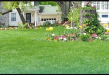 Uz ovaj malo poznati trik imaćete savršeni travnjak, a neće vas koštati ni dinara