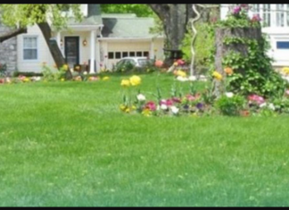 Uz ovaj malo poznati trik imaćete savršeni travnjak, a neće vas koštati ni dinara