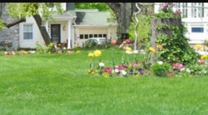 Uz ovaj malo poznati trik imaćete savršeni travnjak, a neće vas koštati ni dinara