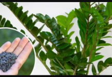 STAVITE ovo sjeme ravno u posudu s Zamiokulkasom: Biljka će ODMAH pustiti nove listove!