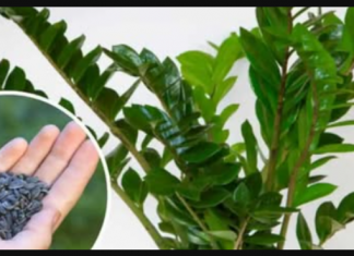 STAVITE ovo sjeme ravno u posudu s Zamiokulkasom: Biljka će ODMAH pustiti nove listove!