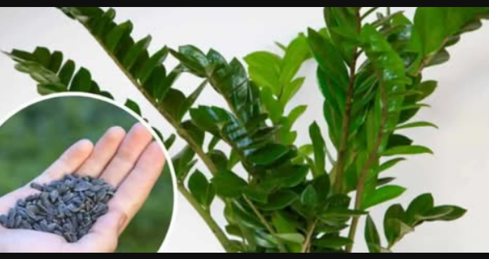 STAVITE ovo sjeme ravno u posudu s Zamiokulkasom: Biljka će ODMAH pustiti nove listove!