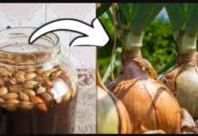 Želite li puno velikih glavica luka? PRIJE sadnje ga obavezno potopiti u ovu vodu!