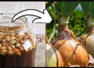 Želite li puno velikih glavica luka? PRIJE sadnje ga obavezno potopiti u ovu vodu!