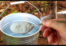 1 kašika po kanti vode i zemlja je kao nova: ZALIJTE BAŠTU NJOME ZA BOGATU ŽETVU SVEGA!