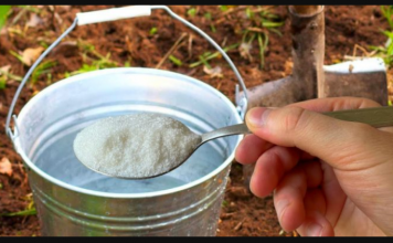 1 kašika po kanti vode i zemlja je kao nova: ZALIJTE BAŠTU NJOME ZA BOGATU ŽETVU SVEGA!