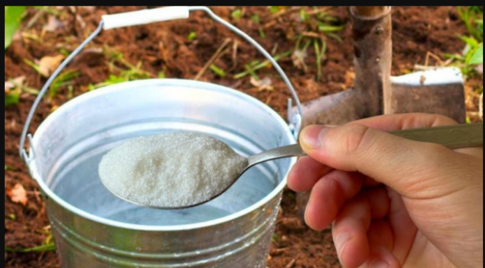 1 kašika po kanti vode i zemlja je kao nova: ZALIJTE BAŠTU NJOME ZA BOGATU ŽETVU SVEGA!