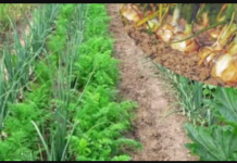 Baštovani, posadite ovu biljku pored LUKA: Iznenadićete se efektom!