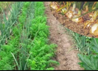 Baštovani, posadite ovu biljku pored LUKA: Iznenadićete se efektom!