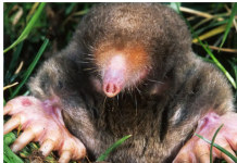 1 ČAŠA ovog napitka dovoljna je da krtica jednom zauvijek izađe iz bašte: Sipajte je na svaki krtičnjak!