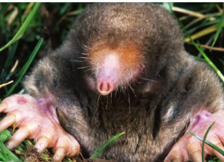 1 ČAŠA ovog napitka dovoljna je da krtica jednom zauvijek izađe iz bašte: Sipajte je na svaki krtičnjak!