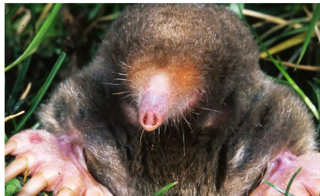 1 ČAŠA ovog napitka dovoljna je da krtica jednom zauvijek izađe iz bašte: Sipajte je na svaki krtičnjak!