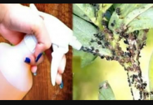 Mislio sam da će ubiti samo lisne uši, ali mravi i mušice su također nestale – čudesan efekat: IMAJTE OVO PRI RUCI TOKOM CIJELE GODINE!