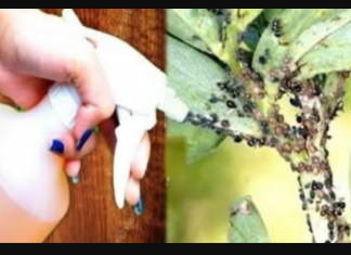 Mislio sam da će ubiti samo lisne uši, ali mravi i mušice su također nestale – čudesan efekat: IMAJTE OVO PRI RUCI TOKOM CIJELE GODINE!