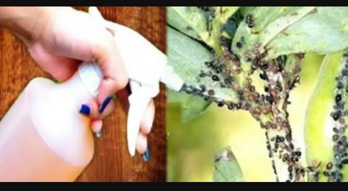 Mislio sam da će ubiti samo lisne uši, ali mravi i mušice su također nestale – čudesan efekat: IMAJTE OVO PRI RUCI TOKOM CIJELE GODINE!