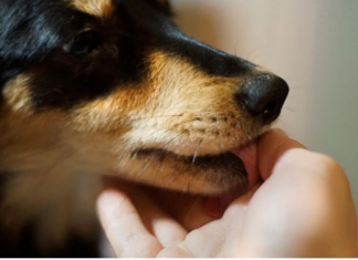 Evo šta svaki pas uradi kad oseti da je u društvu loše i pokvarene osobe: Ovo DOBRO zapamtite, može vas zaštititi od zla