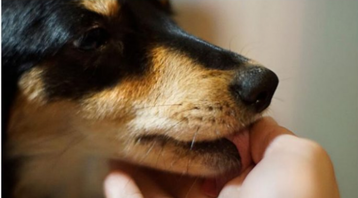 Evo šta svaki pas uradi kad oseti da je u društvu loše i pokvarene osobe: Ovo DOBRO zapamtite, može vas zaštititi od zla