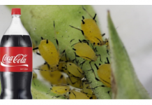 Obična Coca-Cola ubija lisne uši bolje od hemikalija: Samo uradite ovo s njom i NESTALE SU IZ DVORIŠTA ZA TREN OKA!