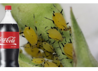 Obična Coca-Cola ubija lisne uši bolje od hemikalija: Samo uradite ovo s njom i NESTALE SU IZ DVORIŠTA ZA TREN OKA!