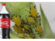 Obična Coca-Cola ubija lisne uši bolje od hemikalija: Samo uradite ovo s njom i NESTALE SU IZ DVORIŠTA ZA TREN OKA!