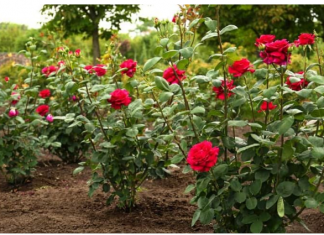 U zemlju oko ruža zakopajte 1 jeftinu namirnicu: Cvjetat će kao lude sve do kasne jeseni