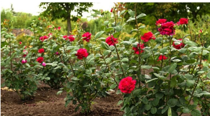 U zemlju oko ruža zakopajte 1 jeftinu namirnicu: Cvjetat će kao lude sve do kasne jeseni