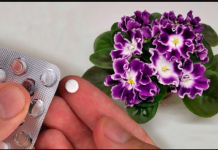 Stavite po 1 TABLETU u saksiju svake cvjetnice i vidite kako će vam se odužiti: NIKADA PRIJE NISU IMALI TOLIKO CVIJEĆA!