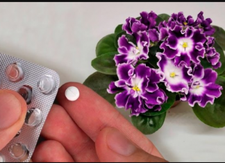 Stavite po 1 TABLETU u saksiju svake cvjetnice i vidite kako će vam se odužiti: NIKADA PRIJE NISU IMALI TOLIKO CVIJEĆA!