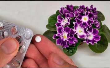 Stavite po 1 TABLETU u saksiju svake cvjetnice i vidite kako će vam se odužiti: NIKADA PRIJE NISU IMALI TOLIKO CVIJEĆA!