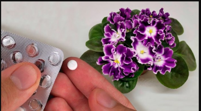 Stavite po 1 TABLETU u saksiju svake cvjetnice i vidite kako će vam se odužiti: NIKADA PRIJE NISU IMALI TOLIKO CVIJEĆA!