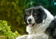 PAS KOJEG SE I VUKOVI PLAŠE: Braniće porodicu i kuću do smrti, mnogi ne znaju da se u ovom NEŽNOM DIVU krije zlatno srce