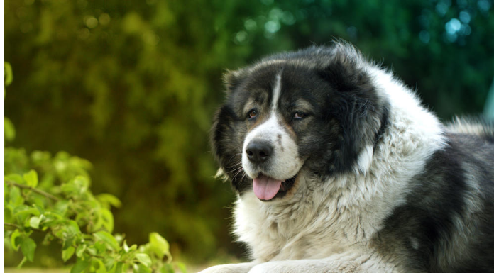 PAS KOJEG SE I VUKOVI PLAŠE: Braniće porodicu i kuću do smrti, mnogi ne znaju da se u ovom NEŽNOM DIVU krije zlatno srce