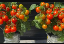 Naučite kako uzgajati paradajz u bocama i nikada ga više ne morate kupovati: EVO procedure!