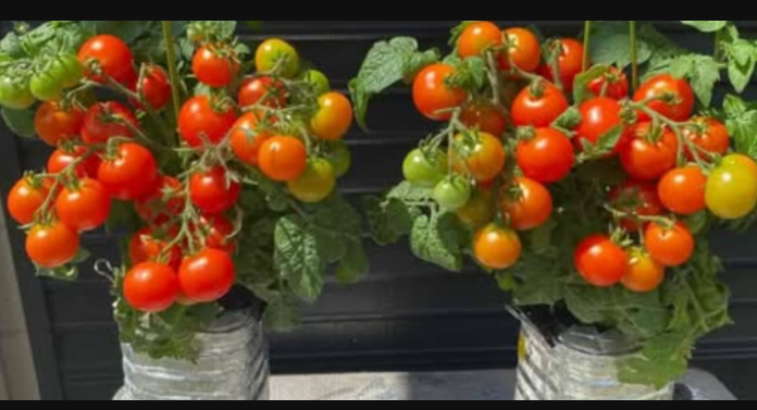 Naučite kako uzgajati paradajz u bocama i nikada ga više ne morate kupovati: EVO procedure!