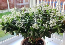 Čak ni svekrva nije slutila da može tako lijepo da procvjeta: Bilo je dovoljno da ovo sipate pravo u KRASULU i komorač je procvjetao za sedam dana!