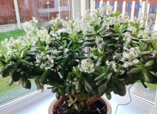 Čak ni svekrva nije slutila da može tako lijepo da procvjeta: Bilo je dovoljno da ovo sipate pravo u KRASULU i komorač je procvjetao za sedam dana!