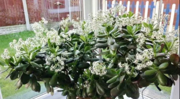 Čak ni svekrva nije slutila da može tako lijepo da procvjeta: Bilo je dovoljno da ovo sipate pravo u KRASULU i komorač je procvjetao za sedam dana!