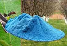 UČINITE TO SADA! Lisne uši i mravi pobjeći će s vaših voćaka!