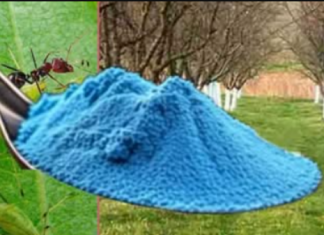 UČINITE TO SADA! Lisne uši i mravi pobjeći će s vaših voćaka!