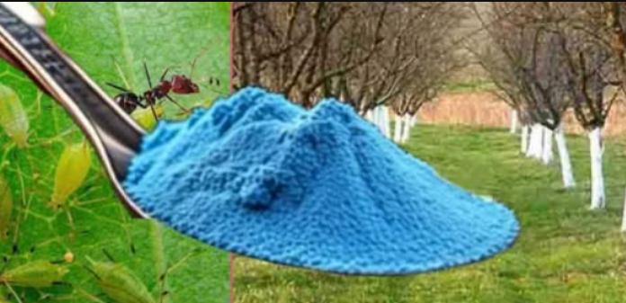 UČINITE TO SADA! Lisne uši i mravi pobjeći će s vaših voćaka!