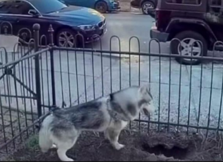 PAS DANIMA KOPAO NA ISTOM MJESTU, VLASNICA POSUMNJALA DA NE NEŠTO DEBELO NE VALJA: Kada je vidjela o čemu se radi, sledila se VIDEO