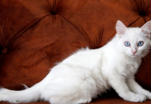 UOPŠTE NIJE SLUČAJNO: Ako mačka dođe i legne vam na stomak, to znači samo jedno