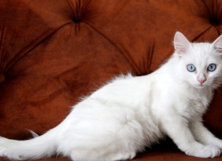 UOPŠTE NIJE SLUČAJNO: Ako mačka dođe i legne vam na stomak, to znači samo jedno