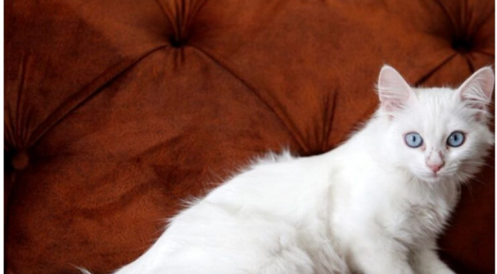 UOPŠTE NIJE SLUČAJNO: Ako mačka dođe i legne vam na stomak, to znači samo jedno