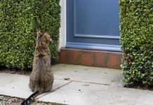 Ako vam je tuđa mačka došla na kućni prag, to ima samo jedno značenje: Evo šta vas čeka