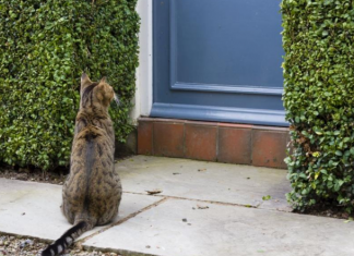 Ako vam je tuđa mačka došla na kućni prag, to ima samo jedno značenje: Evo šta vas čeka