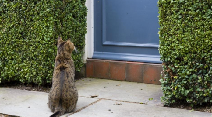 Ako vam je tuđa mačka došla na kućni prag, to ima samo jedno značenje: Evo šta vas čeka