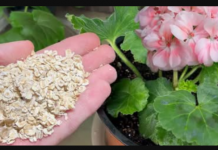 Nakon običnih ovsenih pahuljica, moje CVIJEĆE cvjeta kao nikad prije: SAMO ga dodajte u svaki lonac, ništa više!