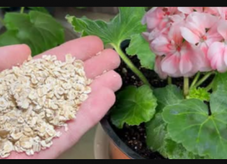 Nakon običnih ovsenih pahuljica, moje CVIJEĆE cvjeta kao nikad prije: SAMO ga dodajte u svaki lonac, ništa više!