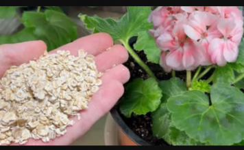 Nakon običnih ovsenih pahuljica, moje CVIJEĆE cvjeta kao nikad prije: SAMO ga dodajte u svaki lonac, ništa više!